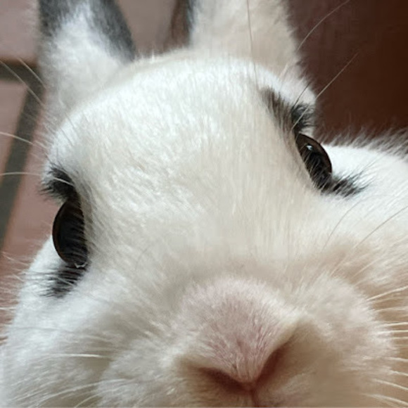 Meet your Posher, Rania - Picture 1 of 1